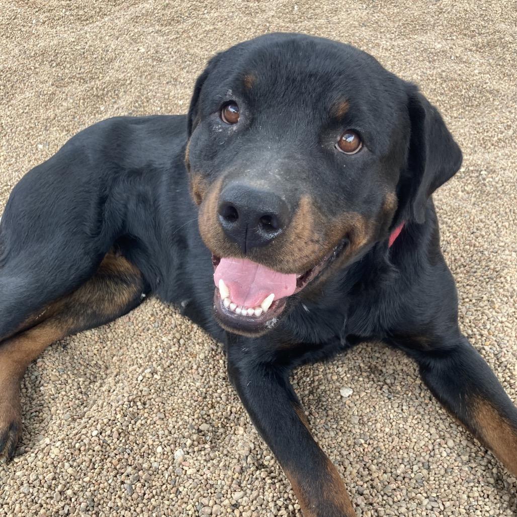 Presley, Adoptable, Young Female Rottweiler.