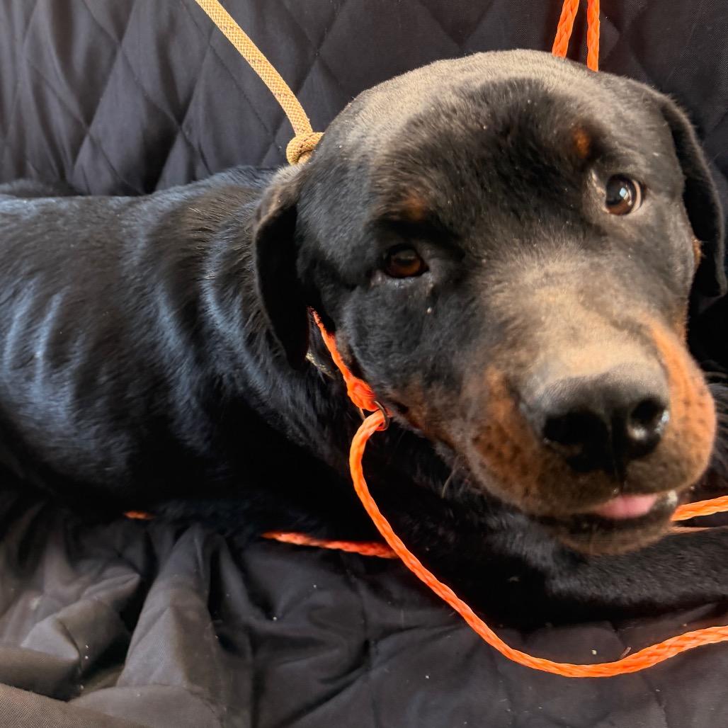 Enlarge Presley, a Adoptable Rottweiler in Sand Springs, OK image 1/1