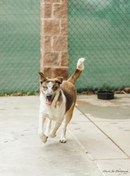 Enlarge Sport, a Adoptable mixed breed in Reidsville, NC image 1/2