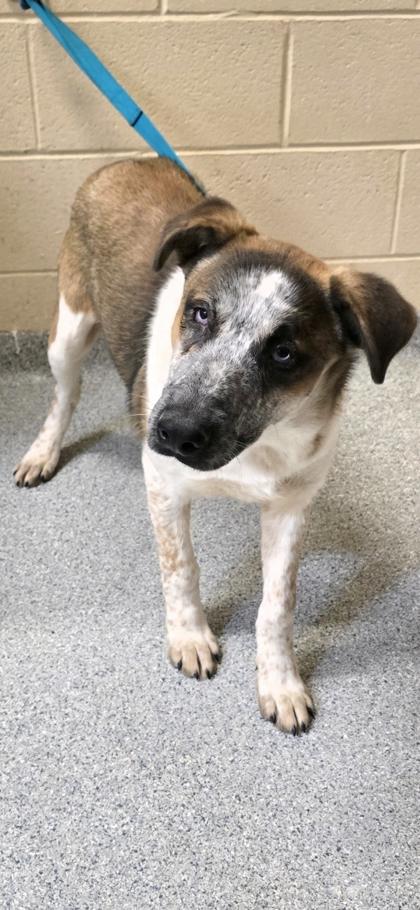 Enlarge Sport, a Adoptable mixed breed in Reidsville, NC image 2/2