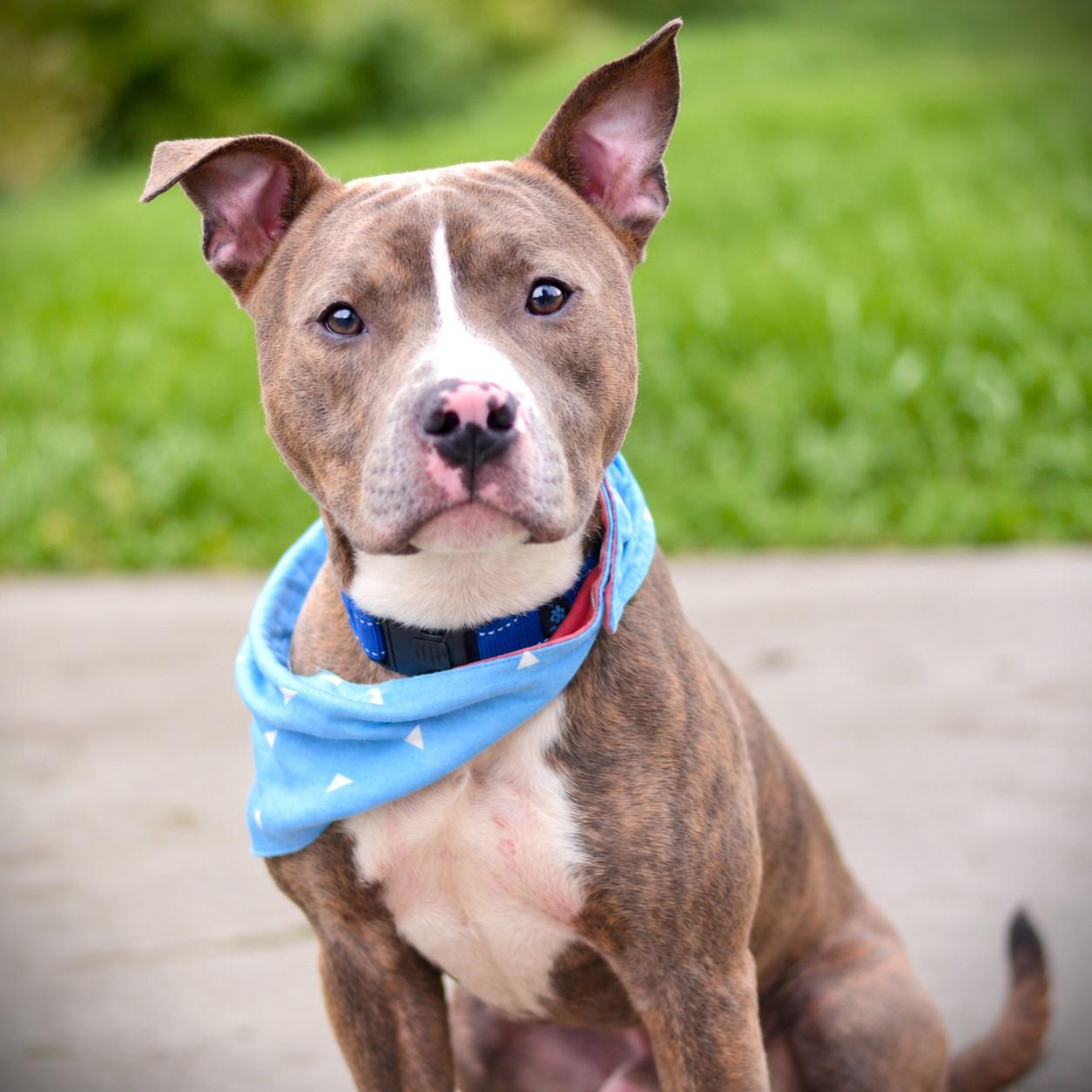 Enlarge Lloyd, a Adoptable mixed breed in Amsterdam, NY image 4/4