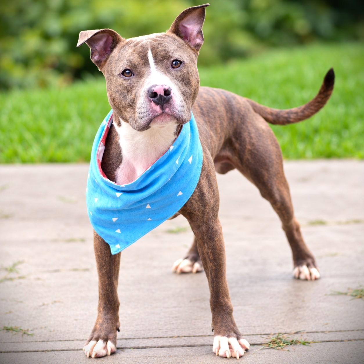 Enlarge Lloyd, a Adoptable mixed breed in Amsterdam, NY image 3/4