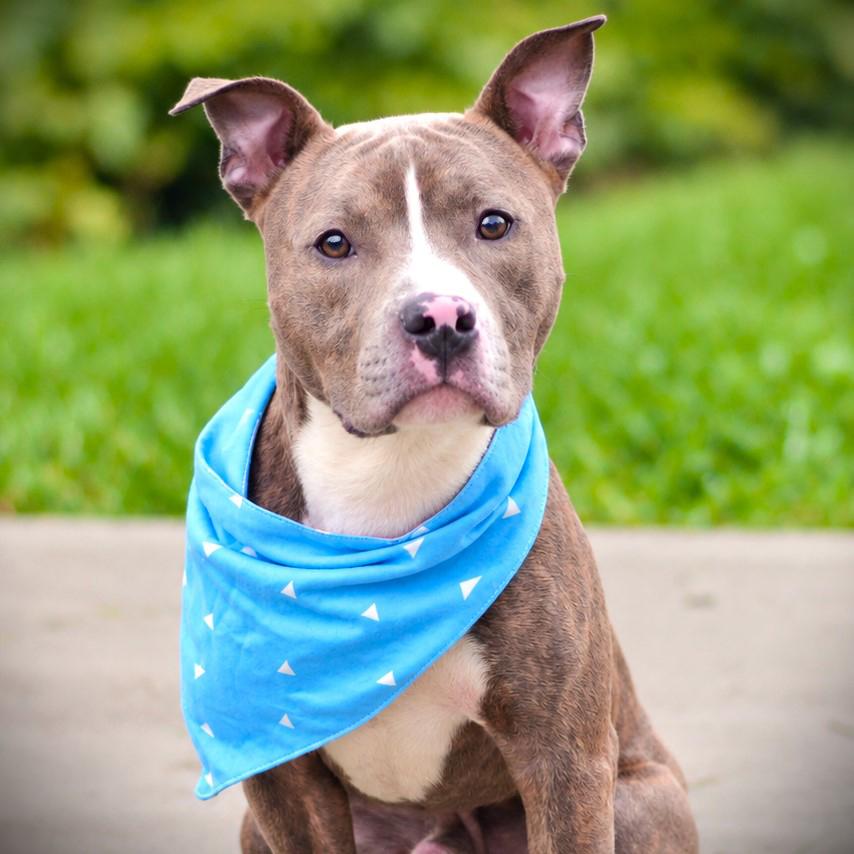 Enlarge Lloyd, a Adoptable mixed breed in Amsterdam, NY image 2/4