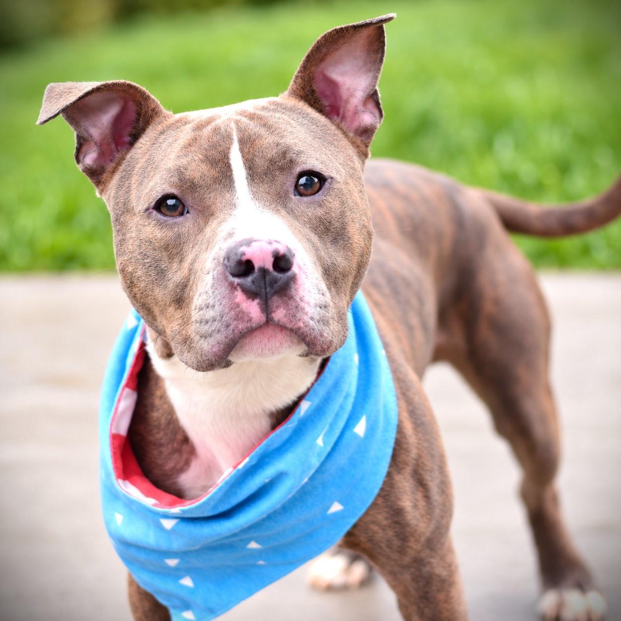 Lloyd, Adoptable, Young Male Terrier.