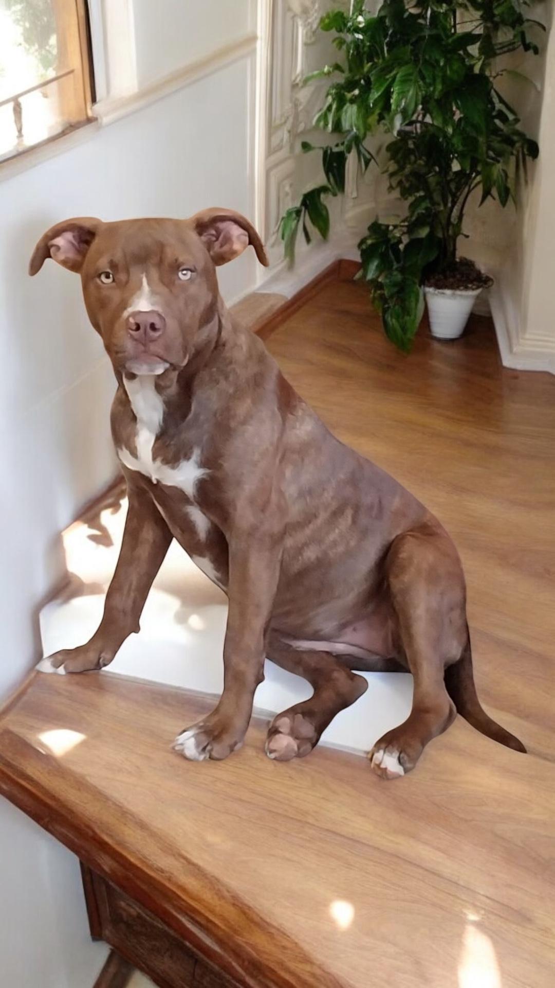 Lightning, a Adoptable mixed breed in Locust Grove, VA image 2/4