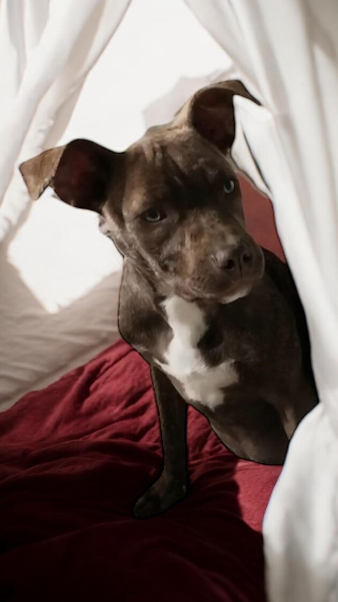 Lightning, a Adoptable mixed breed in Locust Grove, VA image 4/4