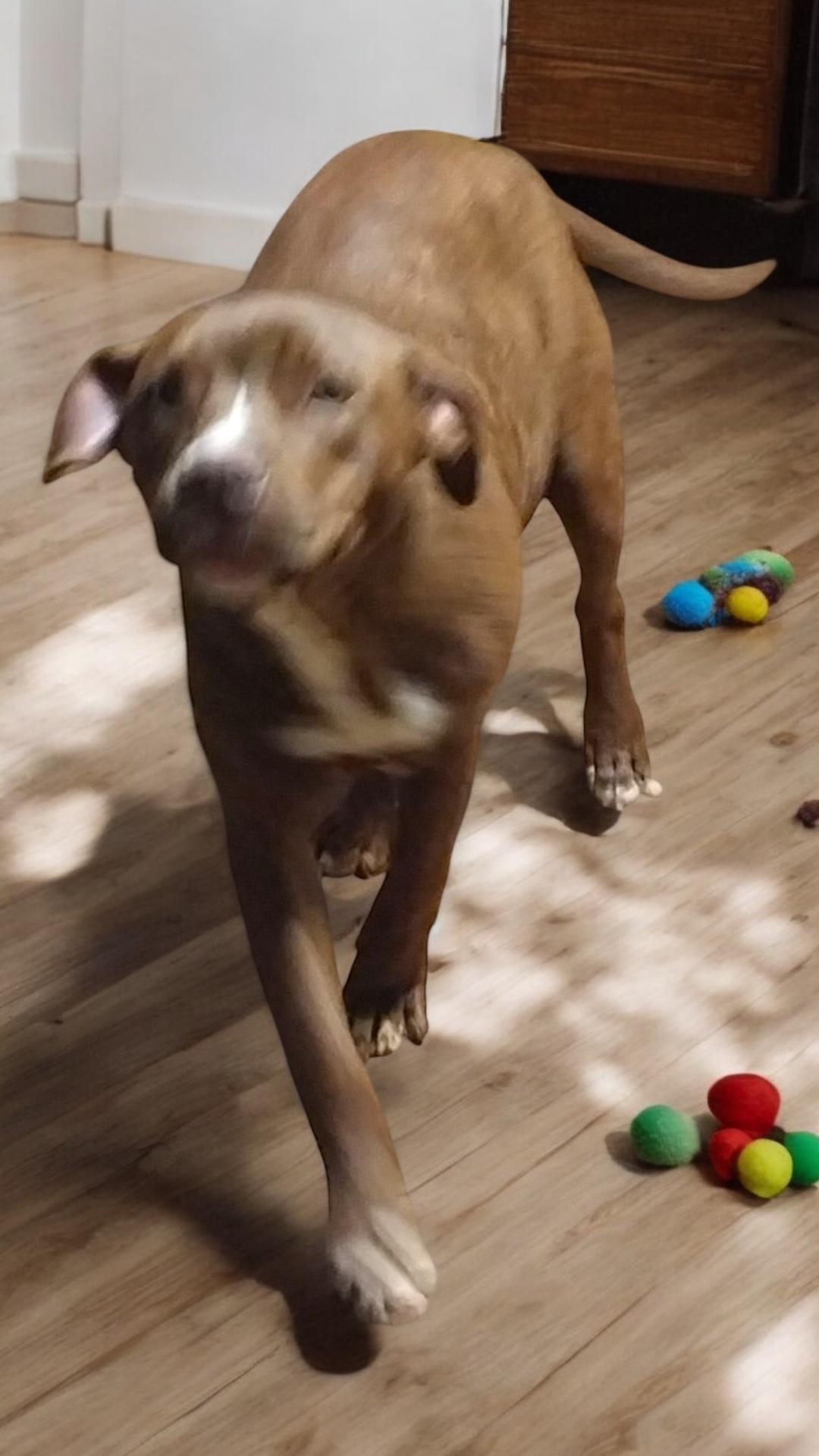 Lightning, a Adoptable mixed breed in Locust Grove, VA image 3/4