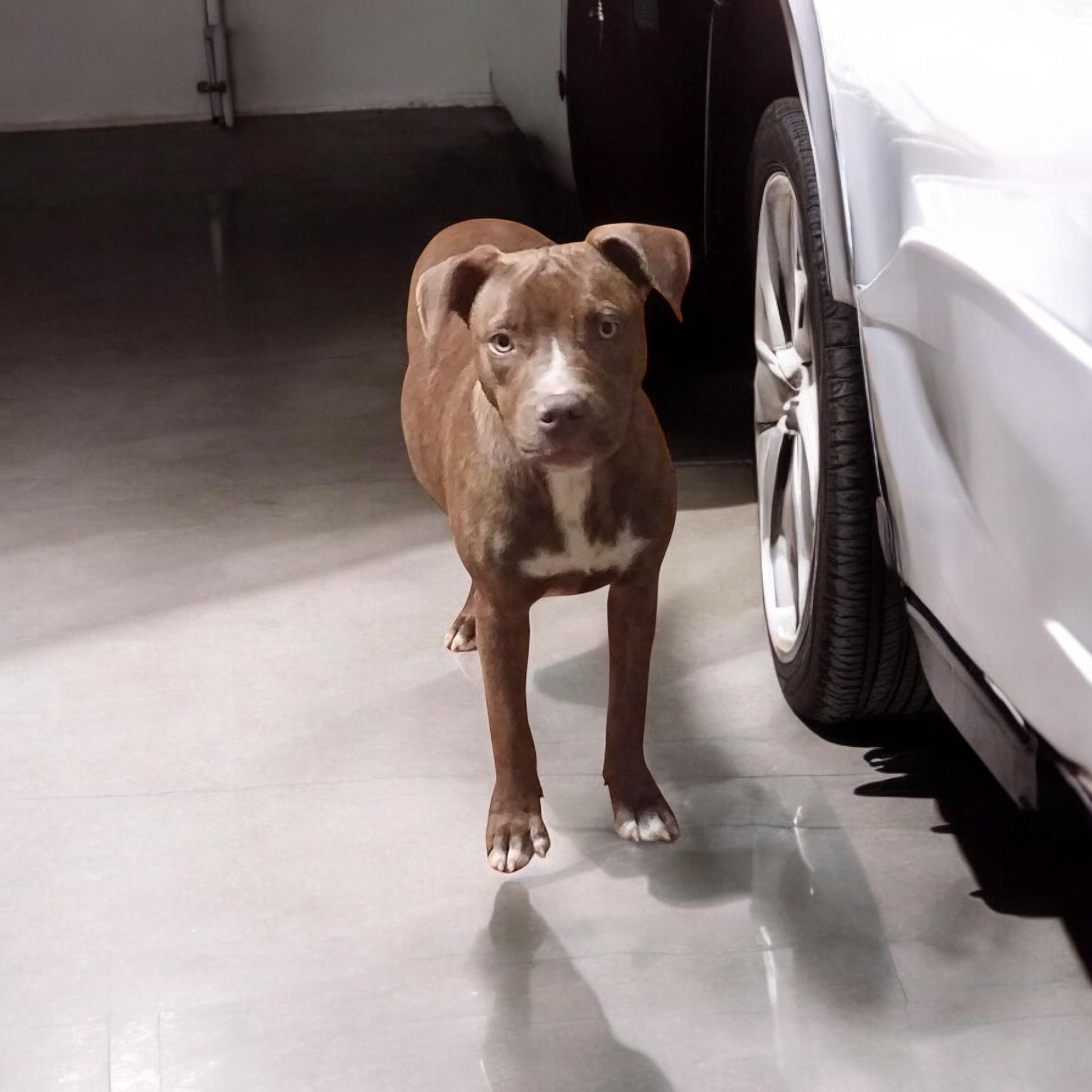 Lightning, a Adoptable mixed breed in Locust Grove, VA image 1/4