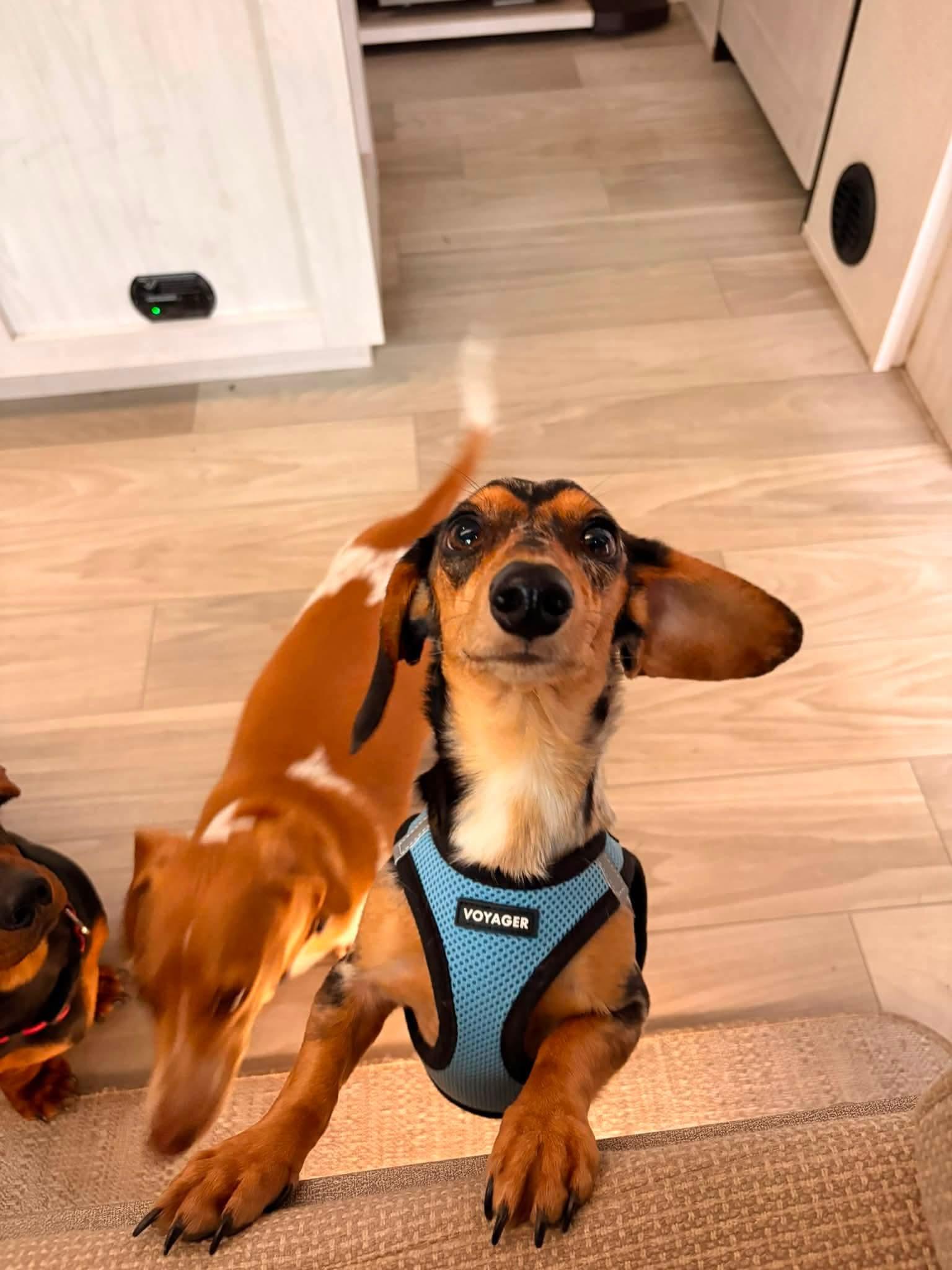 Enlarge Houdini, a Adopted Dachshund in Sioux Falls, SD image 1/3
