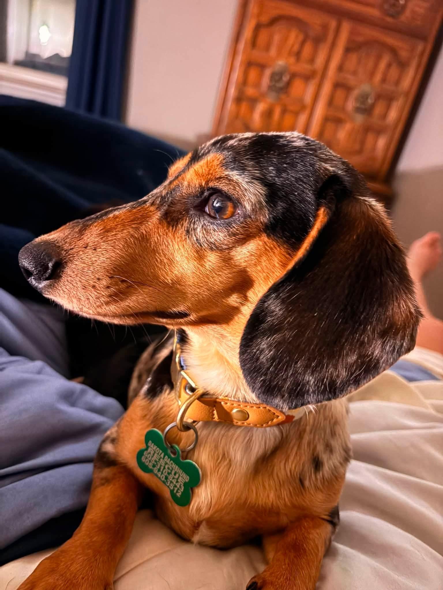 Enlarge Houdini, a Adopted Dachshund in Sioux Falls, SD image 2/3