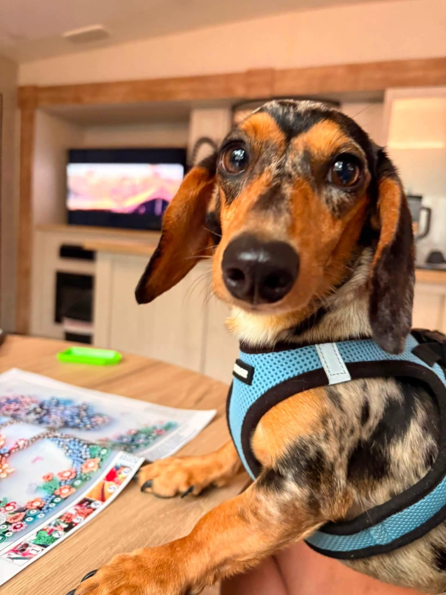 Enlarge Houdini, a Adopted Dachshund in Sioux Falls, SD image 3/3