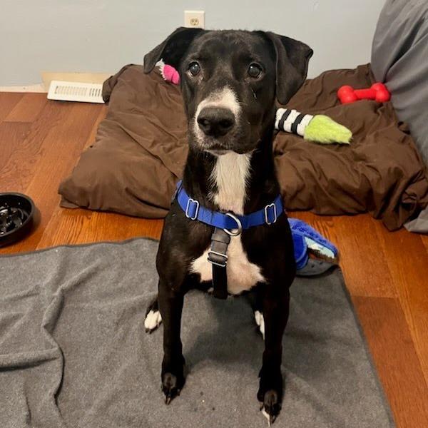 Susie, Adoptable, Young Female Mixed Breed.