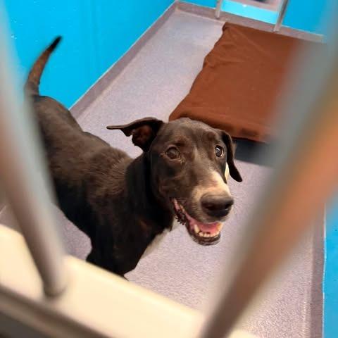 Susie, a Adoptable Mixed Breed in Edwardsville, IL image 2/6