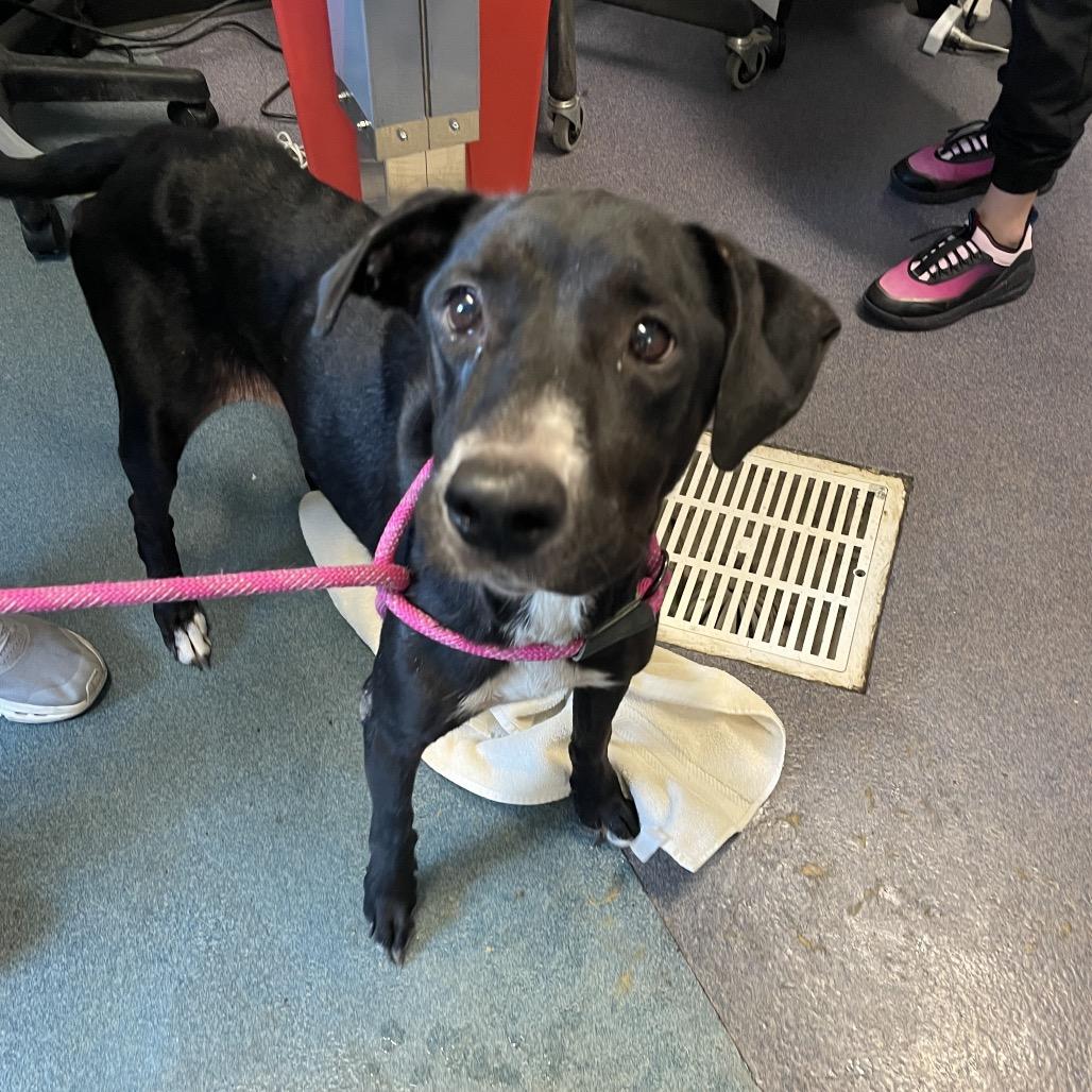 Susie, a Adoptable Mixed Breed in Edwardsville, IL image 3/6