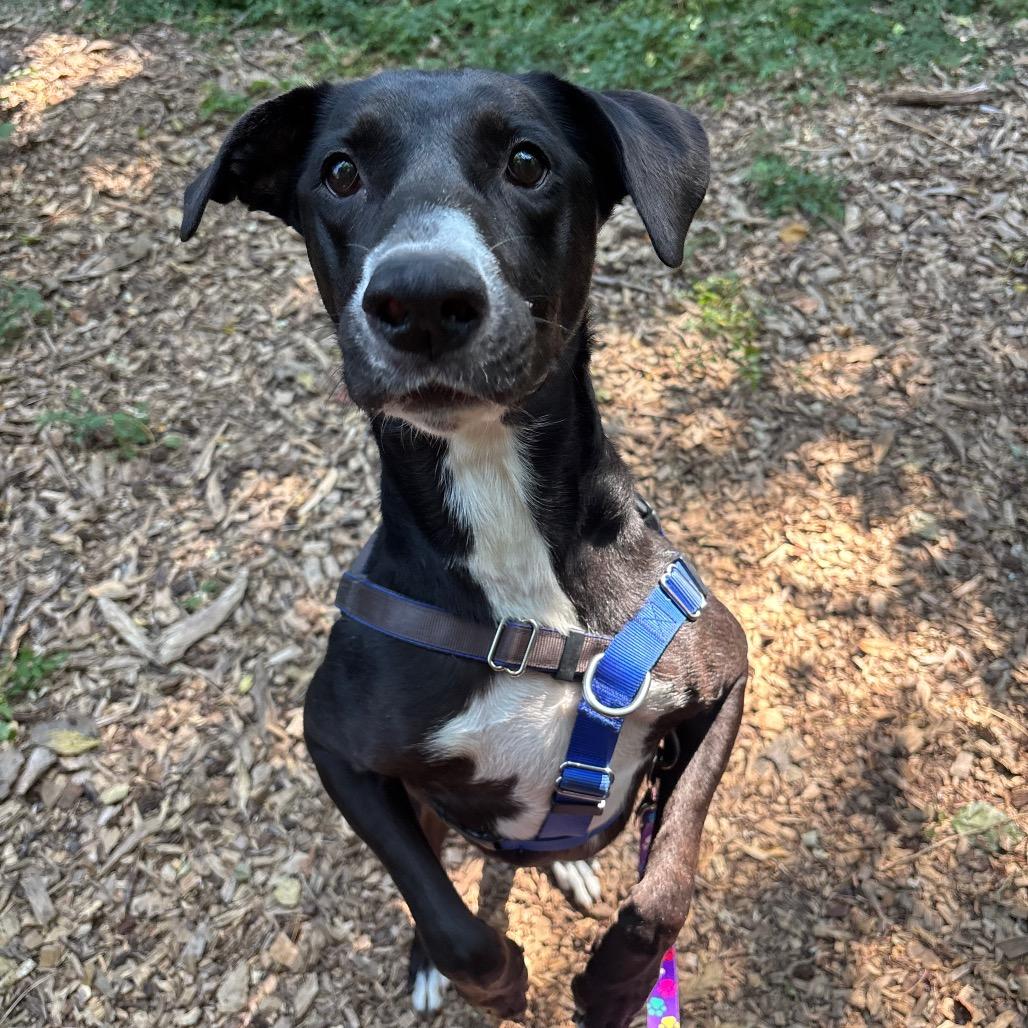 Susie, a Adoptable Mixed Breed in Edwardsville, IL image 4/6