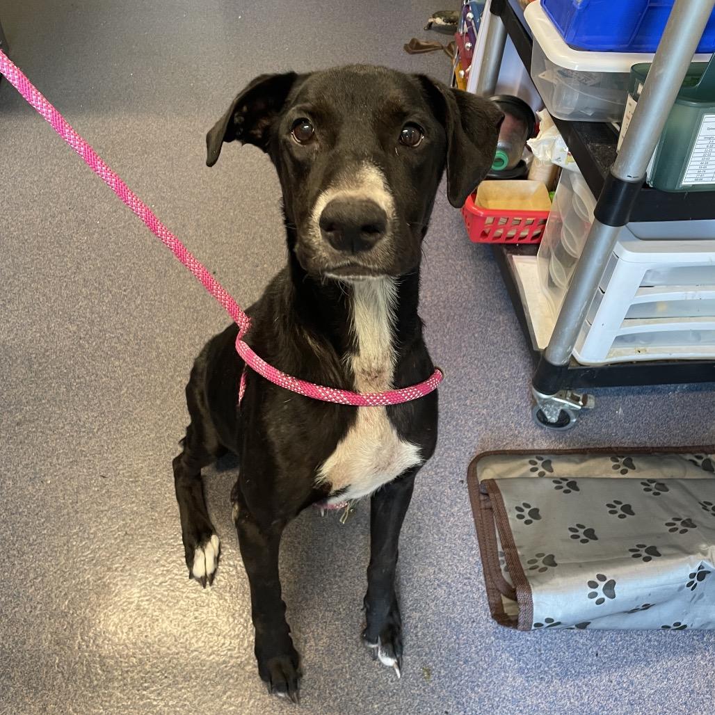 Susie, a Adoptable Mixed Breed in Edwardsville, IL image 6/6