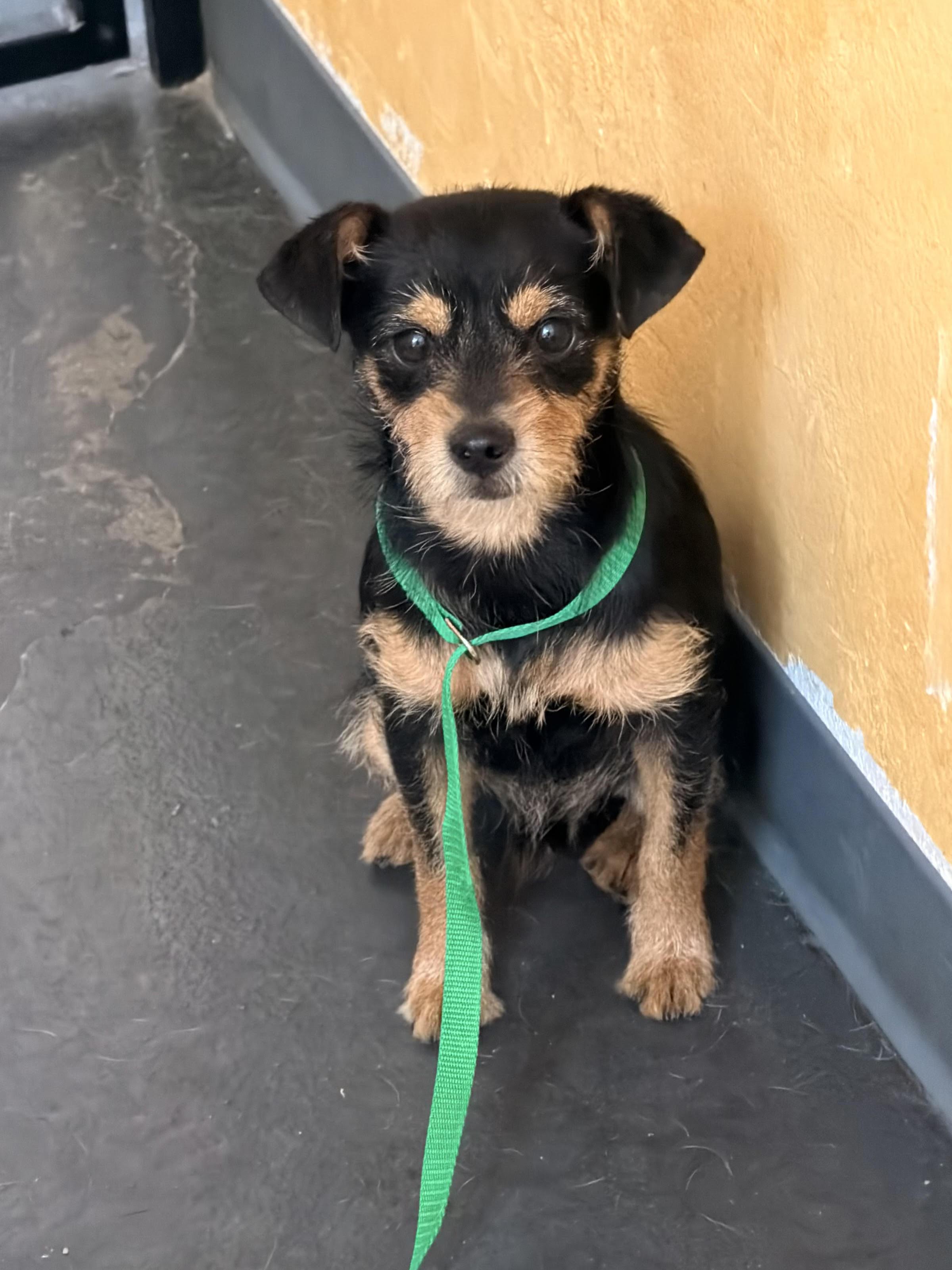 Enlarge Roscoe, an adopted mixed breed in Las Vegas, NV image 2/2