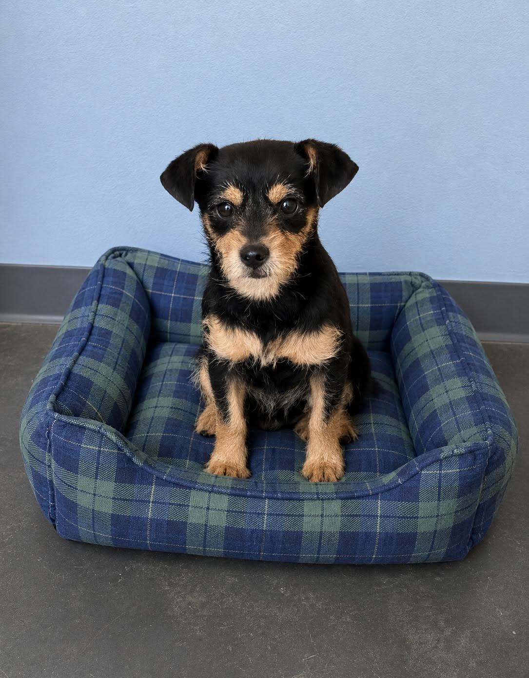Enlarge Roscoe, an adopted mixed breed in Las Vegas, NV image 1/2