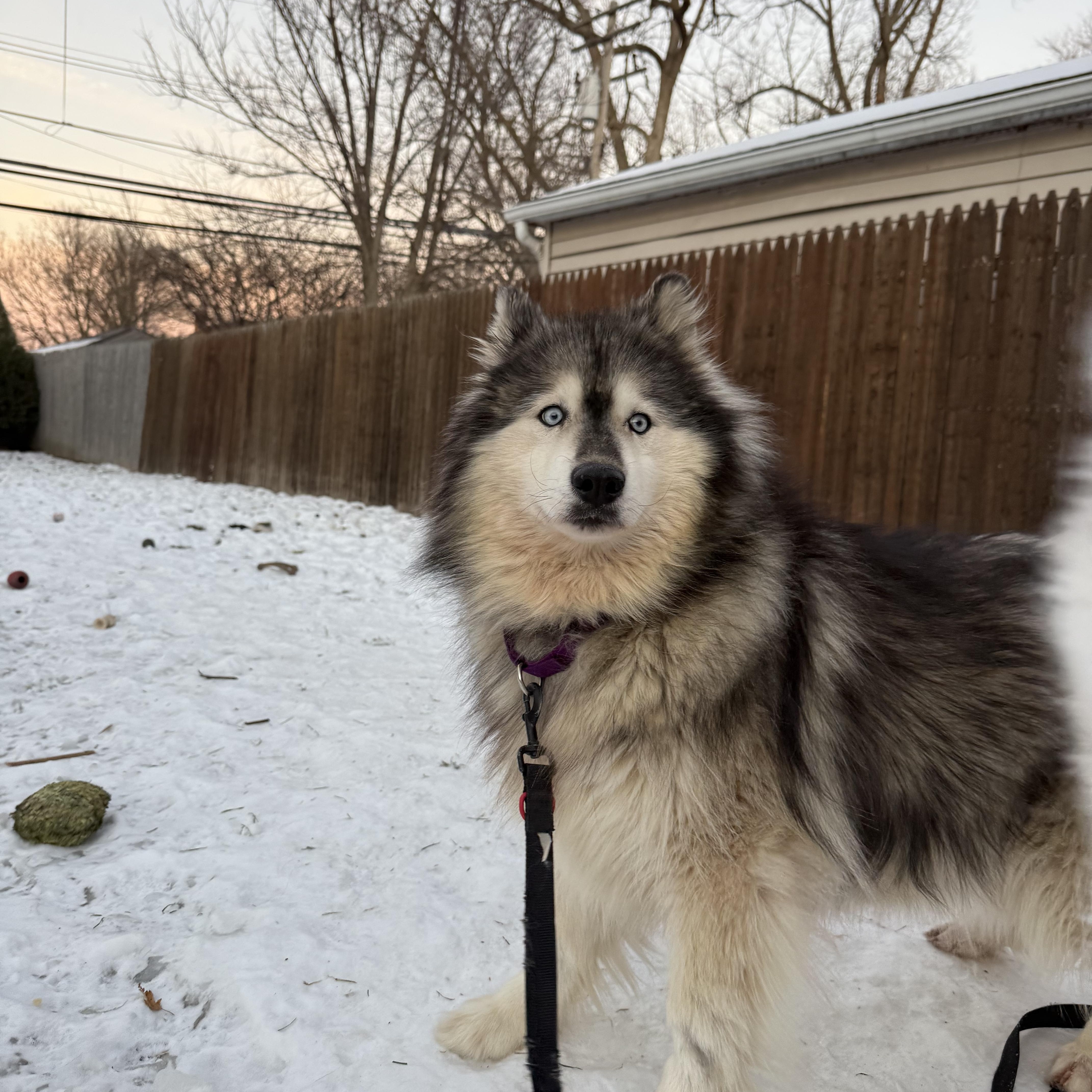 Enlarge Raven, a Adoptable mixed breed in Grosse Pointe Woods, MI image 4/4