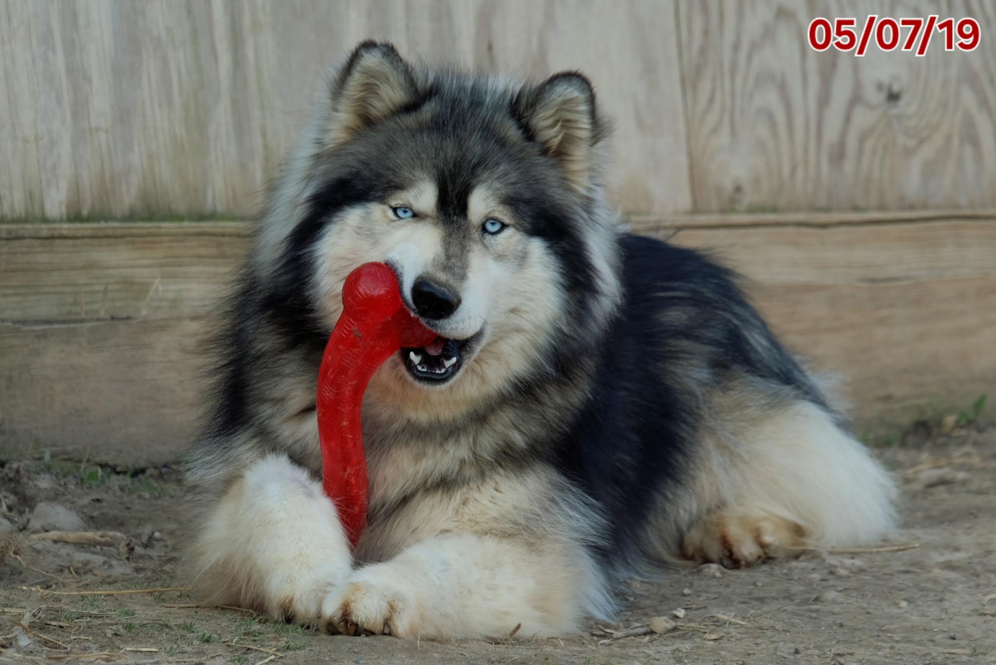 Enlarge Raven, a Adoptable mixed breed in Grosse Pointe Woods, MI image 2/4