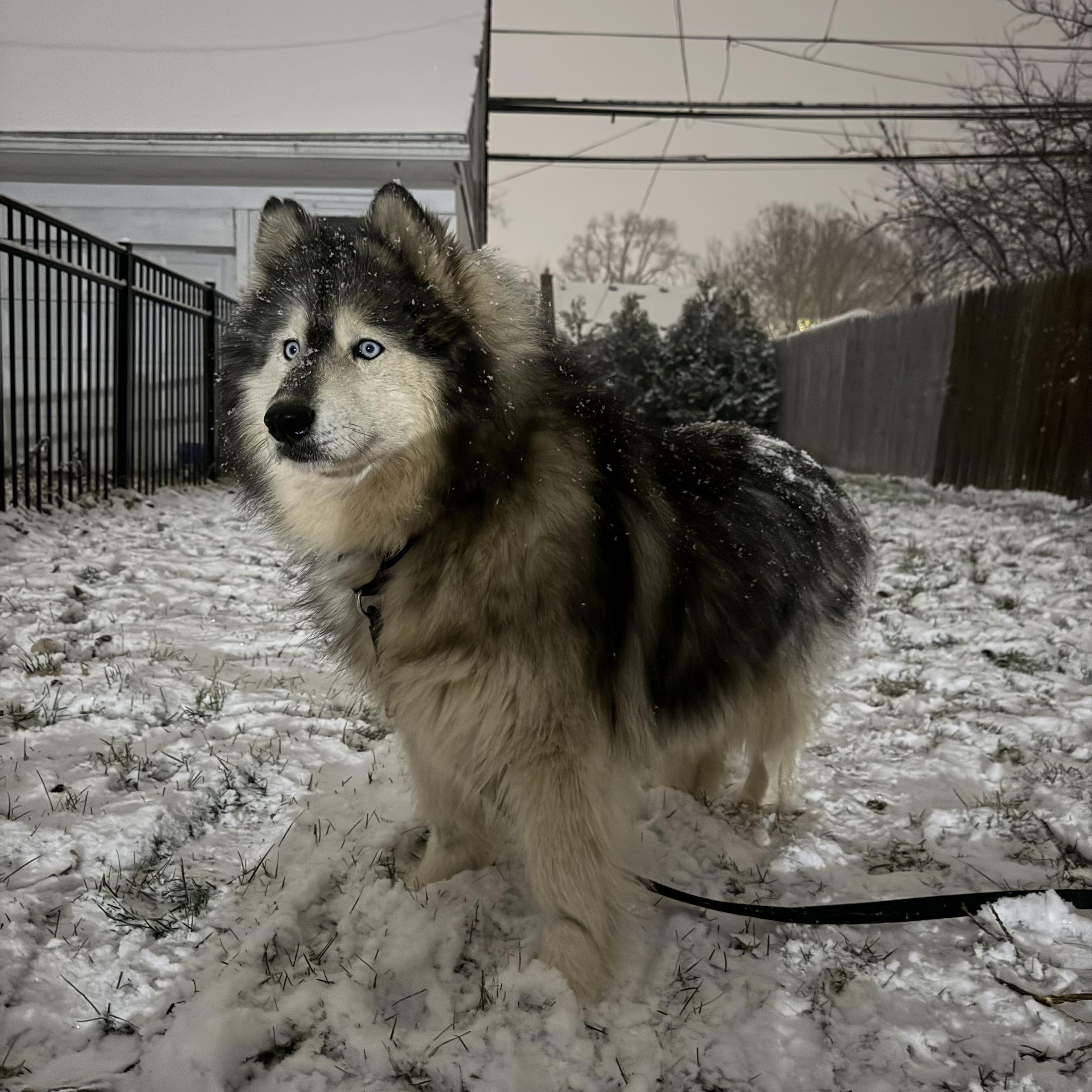 Raven, Adoptable, Senior Female Siberian Husky.