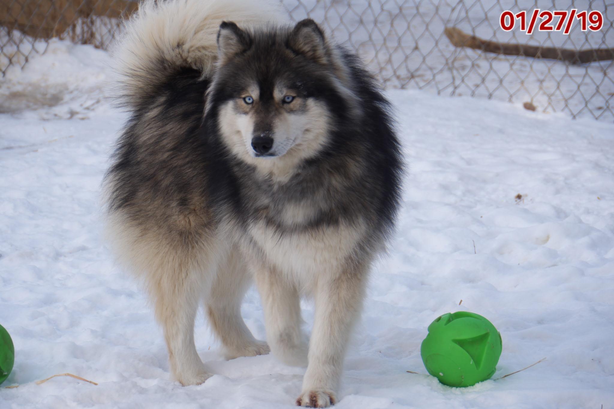 Enlarge Raven, a Adoptable mixed breed in Grosse Pointe Woods, MI image 3/4