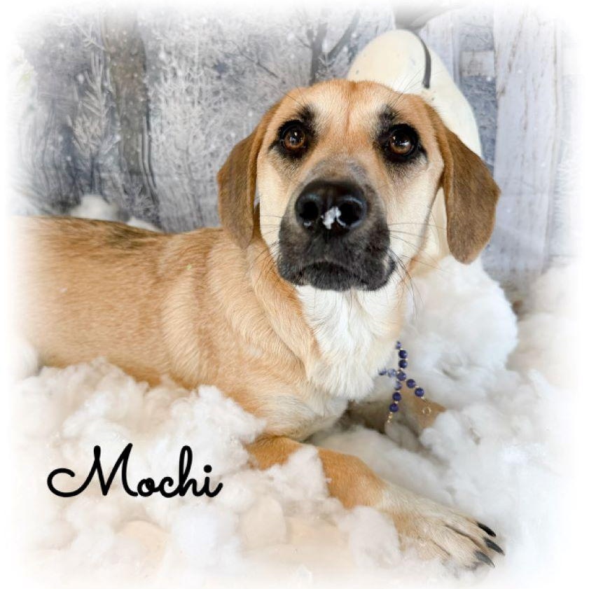 Enlarge Mochi, an adoptable mixed breed in Tulsa, OK image 3/5