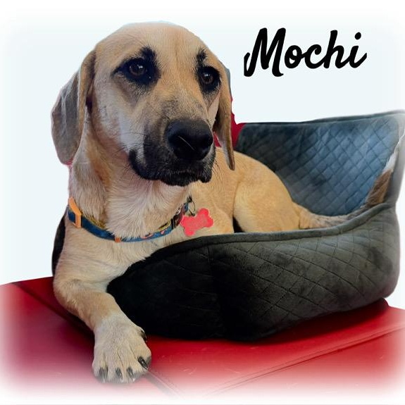 Enlarge Mochi, an adoptable mixed breed in Tulsa, OK image 5/5