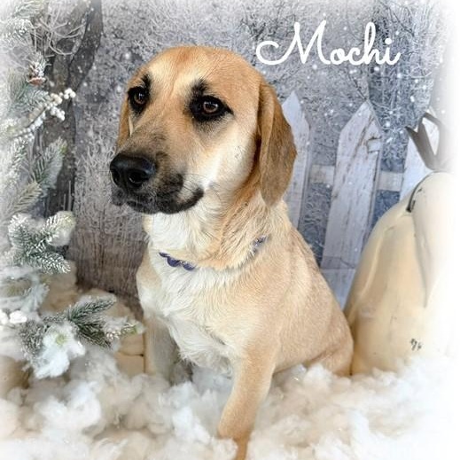 Enlarge Mochi, an adoptable mixed breed in Tulsa, OK image 1/5