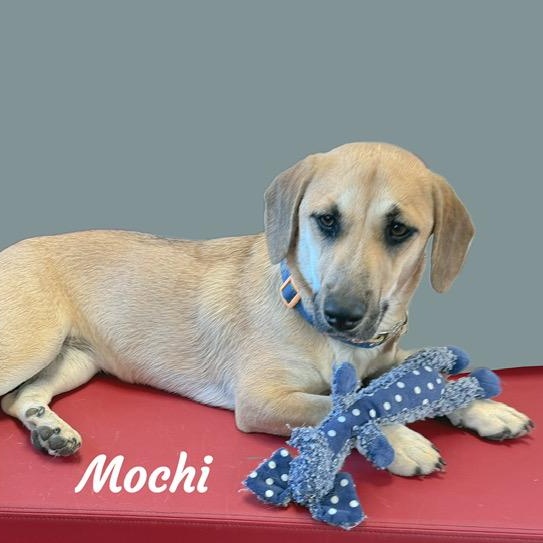 Enlarge Mochi, an adoptable mixed breed in Tulsa, OK image 2/5