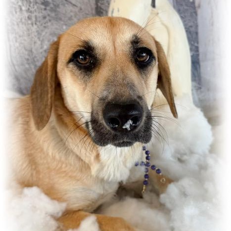 Enlarge Mochi, an adoptable mixed breed in Tulsa, OK image 4/5