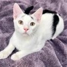 Oreo, Adoptable, Kitten Male Domestic Short Hair.