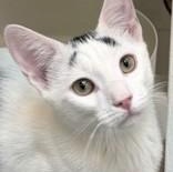 Enlarge Oreo, a Adoptable Domestic Short Hair in Santa Cruz, CA image 2/2