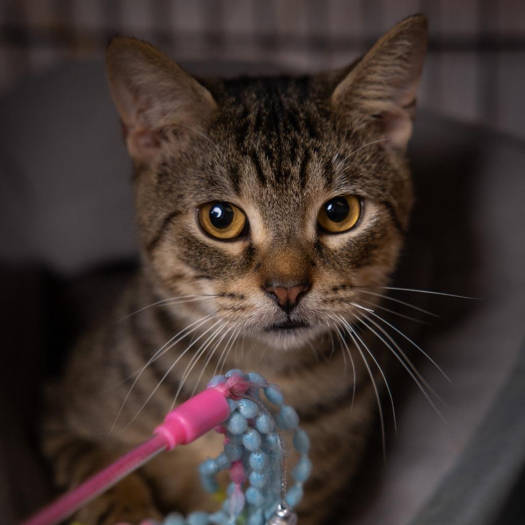 Terrel, Adoptable, Adult Male Domestic Short Hair.