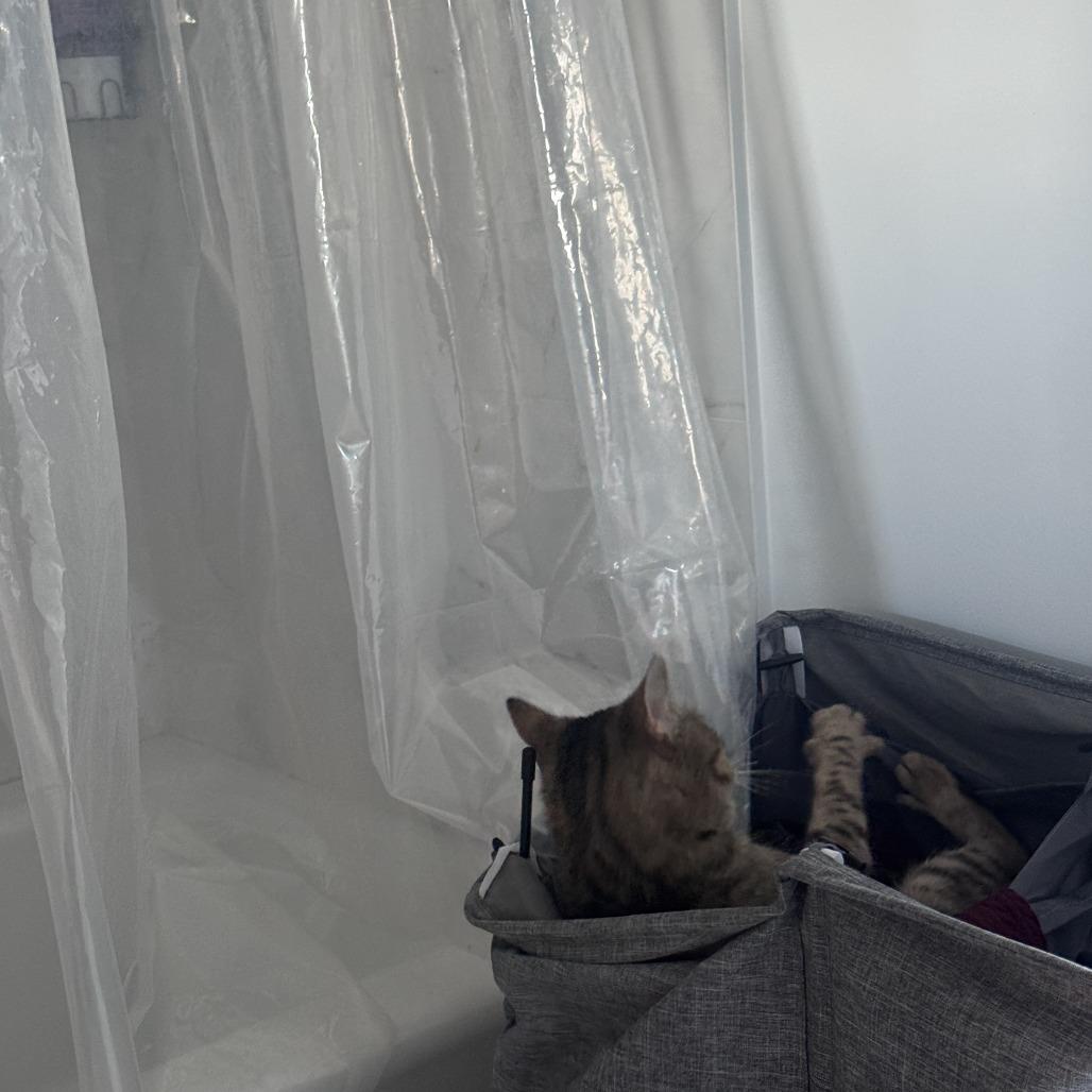 Enlarge Terrel, a Adoptable Domestic Short Hair in New York, NY image 2/6