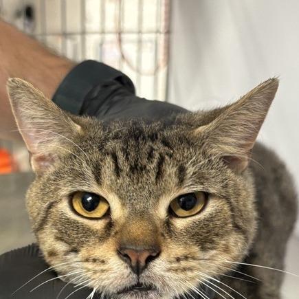 Enlarge Terrel, a Adoptable Domestic Short Hair in New York, NY image 3/6