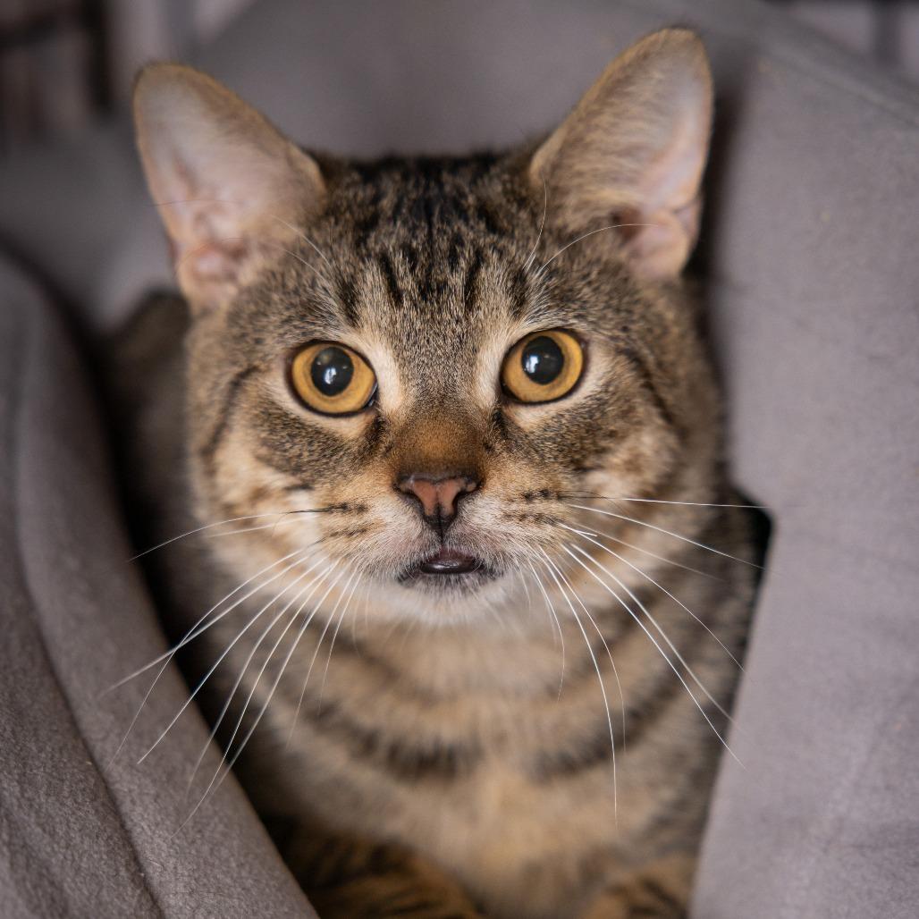 Enlarge Terrel, a Adoptable Domestic Short Hair in New York, NY image 4/6