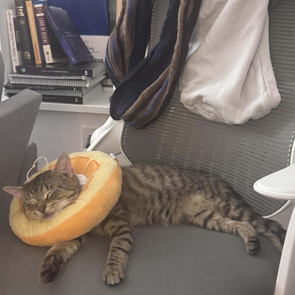 Enlarge Terrel, a Adoptable Domestic Short Hair in New York, NY image 5/6