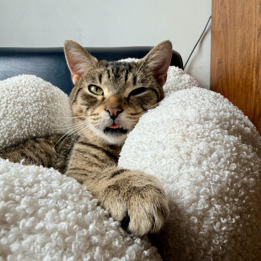 Enlarge Terrel, a Adoptable Domestic Short Hair in New York, NY image 4/6