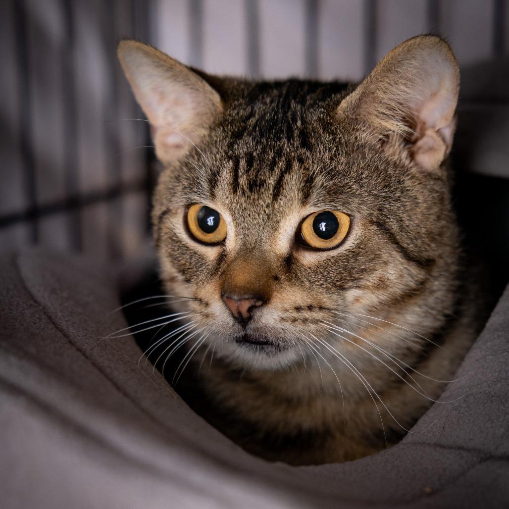 Enlarge Terrel, a Adoptable Domestic Short Hair in New York, NY image 6/6