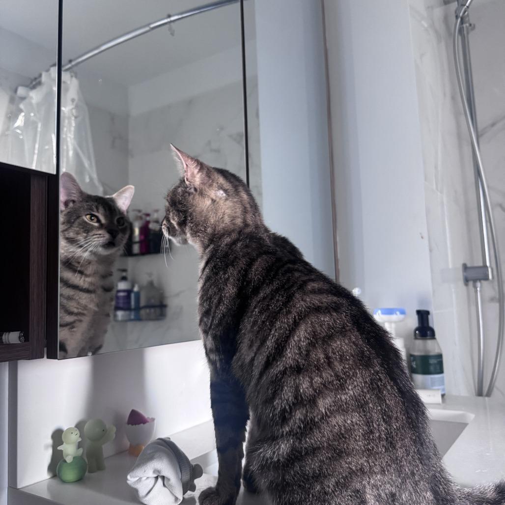 Enlarge Terrel, a Adoptable Domestic Short Hair in New York, NY image 6/6