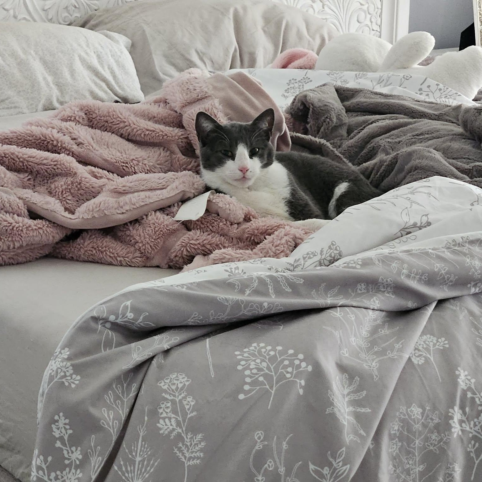 Skip, ADOPTABLE, Adult Female Domestic Short Hair.