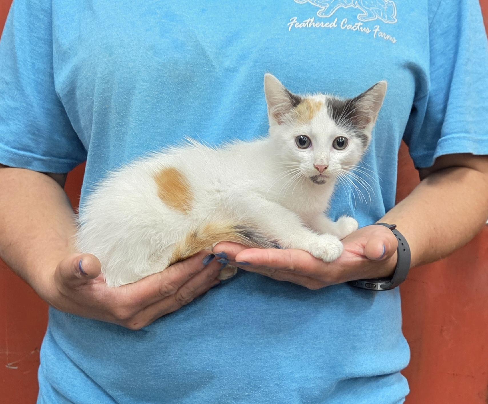 Enlarge Speckle, a Adopted Domestic Short Hair in Parsons, KS image 1/1