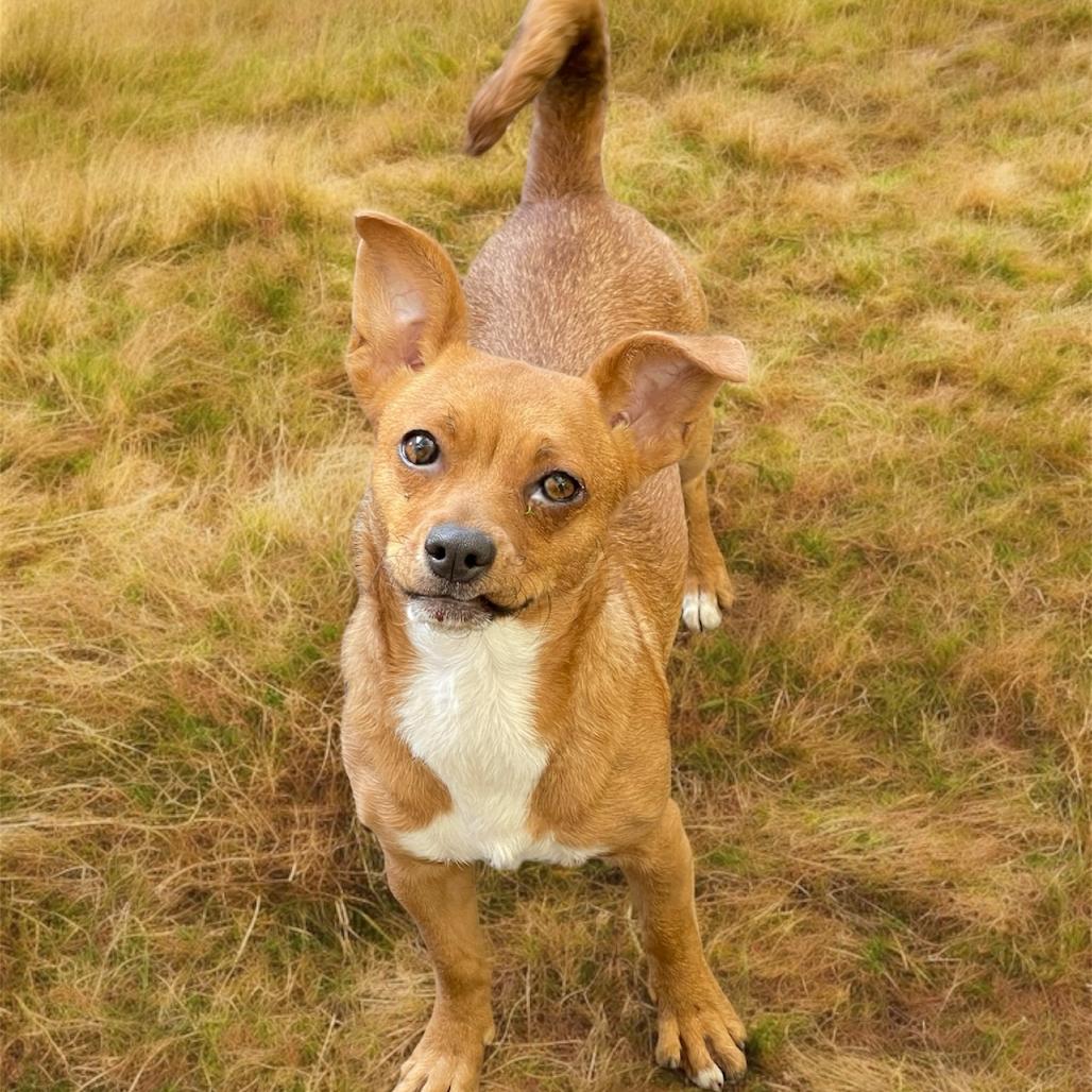 SALLY (I'm sponsored. Reduced adoption fee), a Adoptable mixed breed in Graham, WA image 1/3