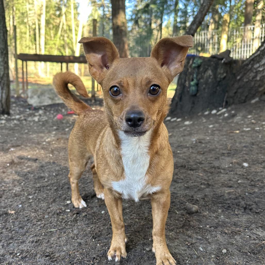 Enlarge SALLY, an adopted mixed breed in Graham, WA image 1/4