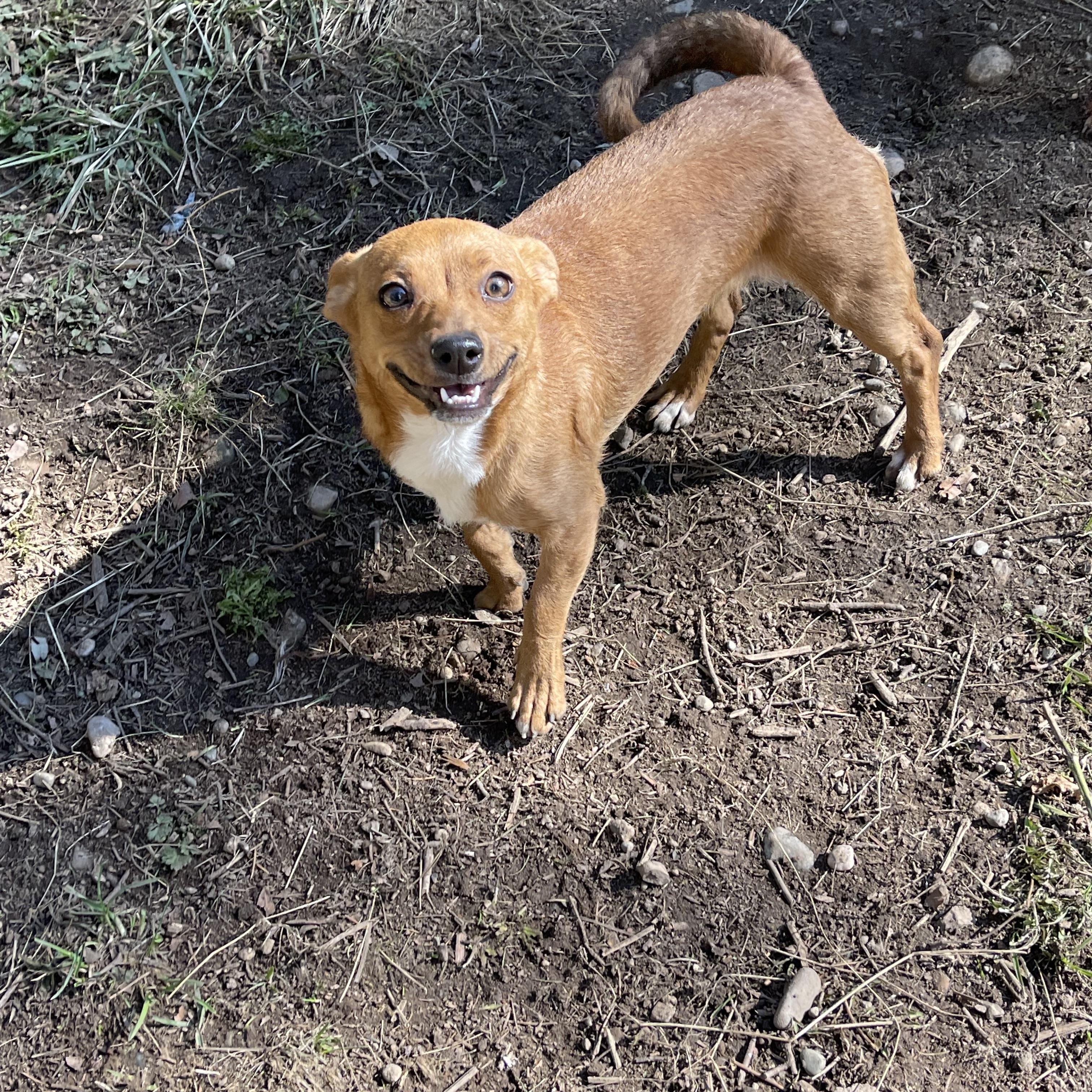 SALLY (I'm sponsored. Reduced adoption fee), a Adoptable mixed breed in Graham, WA image 2/3