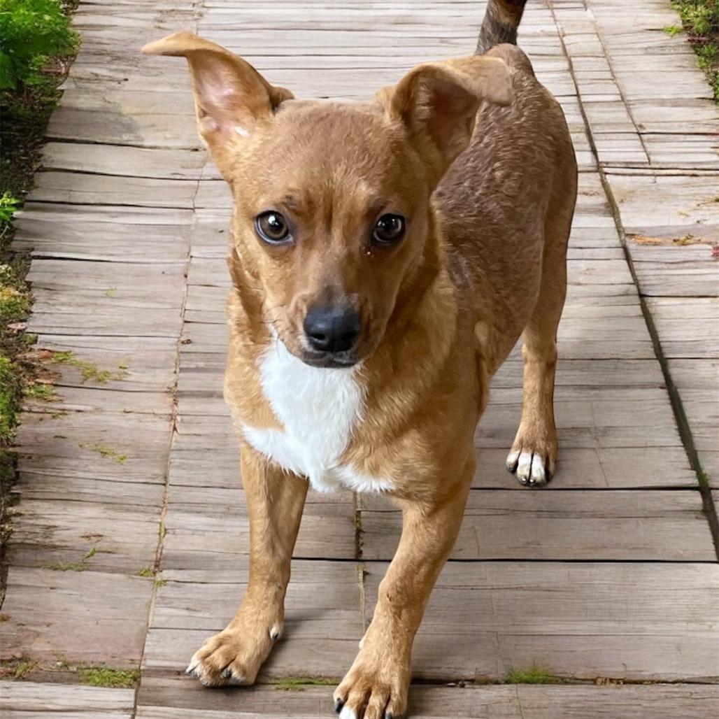 SALLY (I'm sponsored. Reduced adoption fee), a Adoptable mixed breed in Graham, WA image 3/3