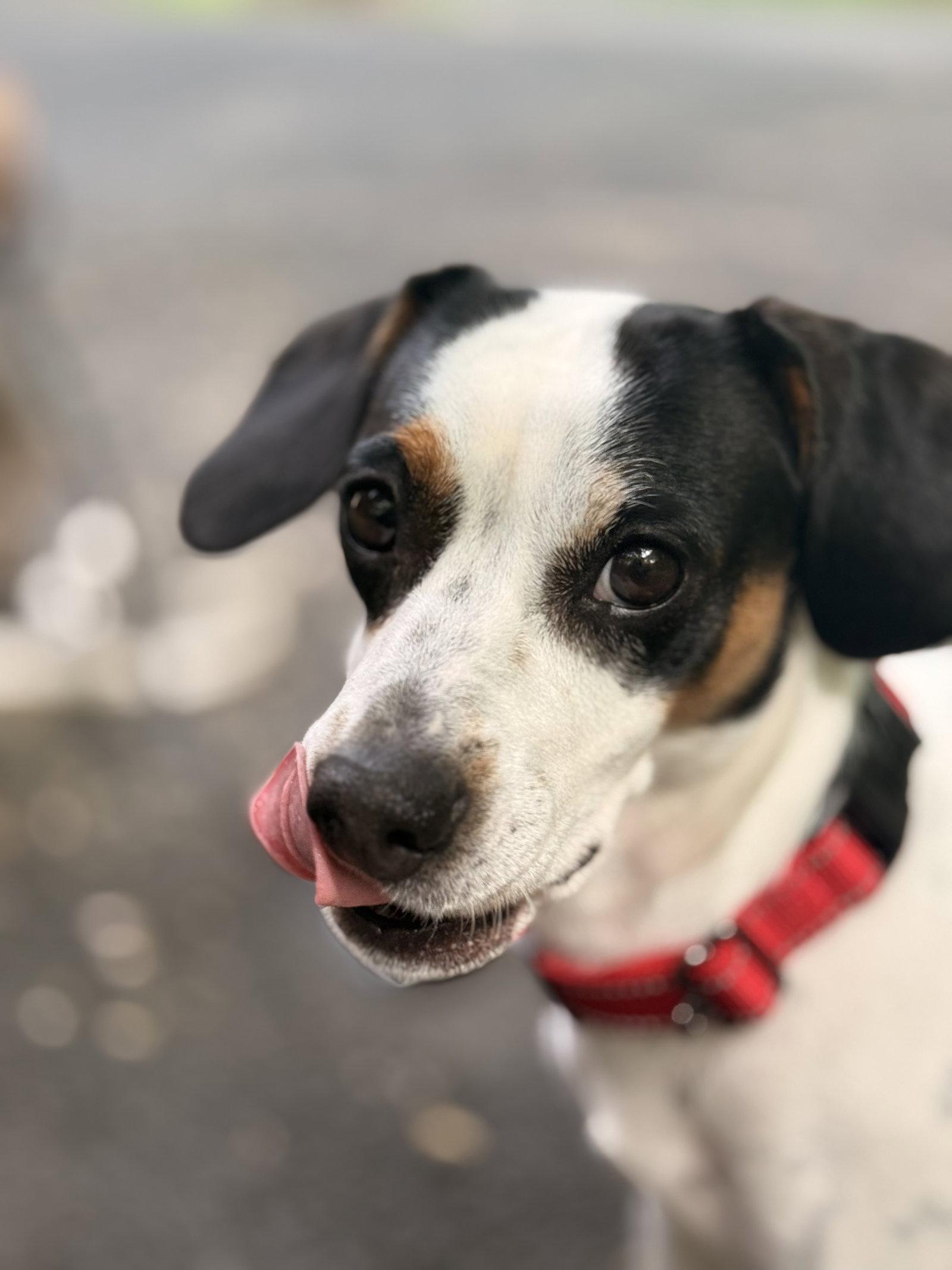 Enlarge Petal - ADOPTION PENDING!, a Adoptable Beagle in Arlington, VA image 1/3