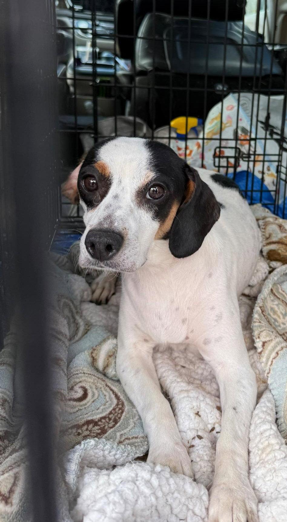 Enlarge Petal - ADOPTION PENDING!, a Adoptable Beagle in Arlington, VA image 2/3