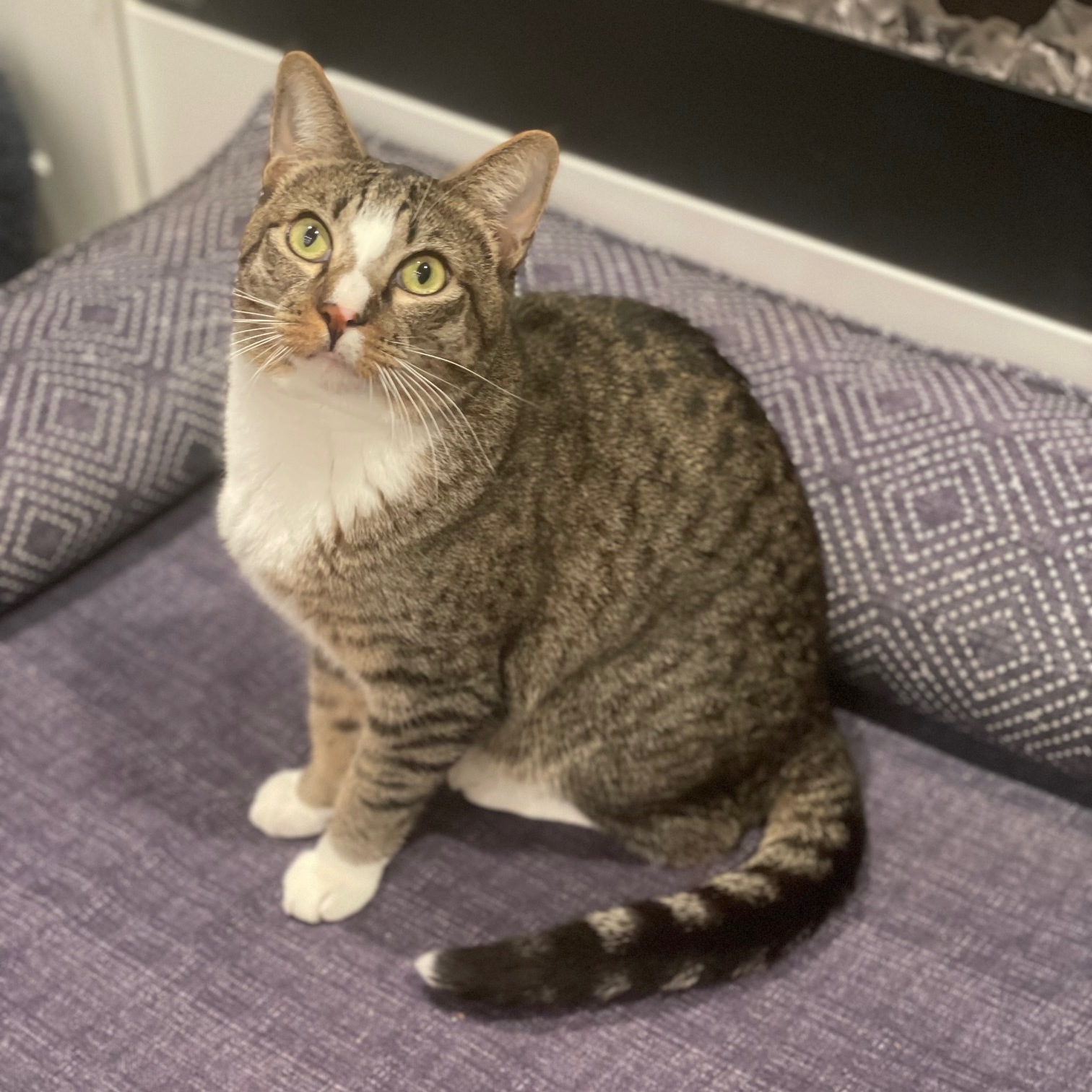Bruneau, Adoptable, Adult Male Tabby & Domestic Short Hair.